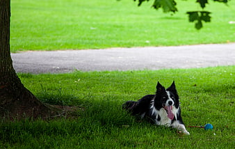 Happy Border Collie Resting in Grass Under Tree