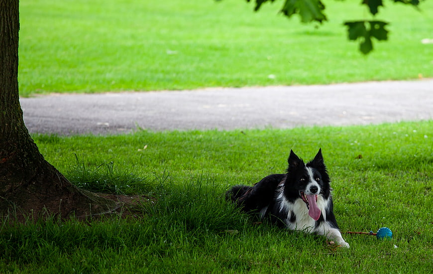 Happy Border Collie Resting in Grass Under Tree