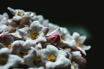 Close-up of delicate white flowers with dark background