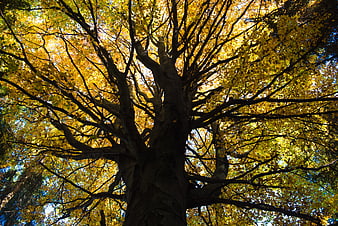 Low angle view of large tree with golden autumn leaves