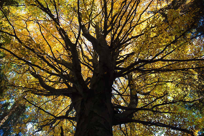 Low angle view of large tree with golden autumn leaves