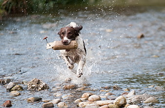 Brown and white dog running through stream with toy