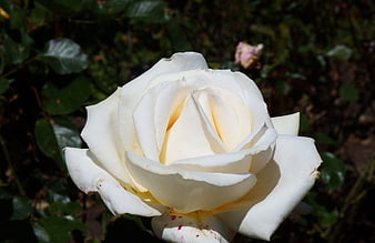 Close-up of a pristine white rose in a garden