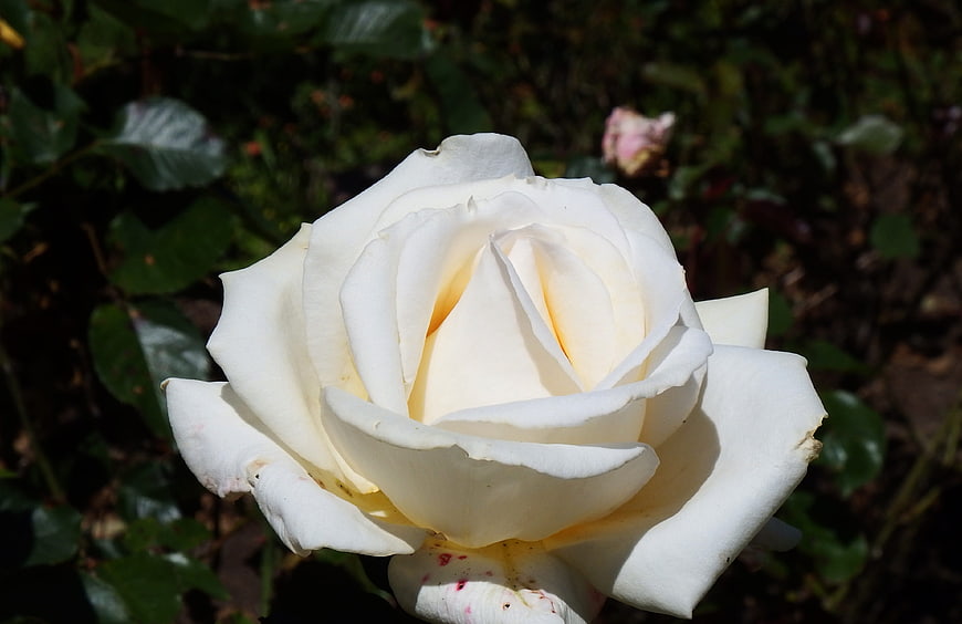 Close-up of a pristine white rose in a garden