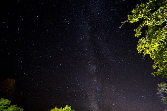 Milky Way Galaxy Over Trees at Night