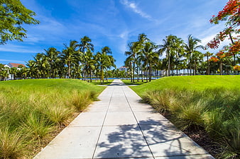 Tropical Palm Tree Pathway Leading to Ocean View