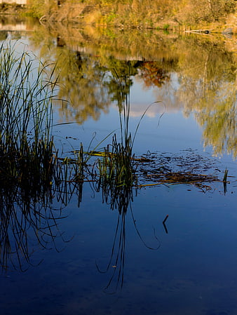 Autumn River Reflection with Reeds and Trees