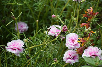 Pink and white portulaca flowers blooming in a lush green garden