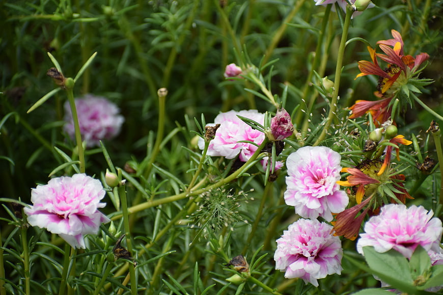 Pink and white portulaca flowers blooming in a lush green garden