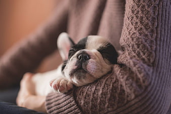 Sleeping French Bulldog Puppy in Knitted Sweater