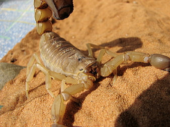Close-up of a yellow fat-tailed scorpion on sandy terrain