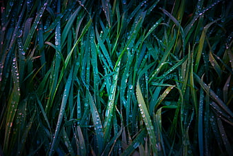 Close-up of wet green grass blades with dew drops