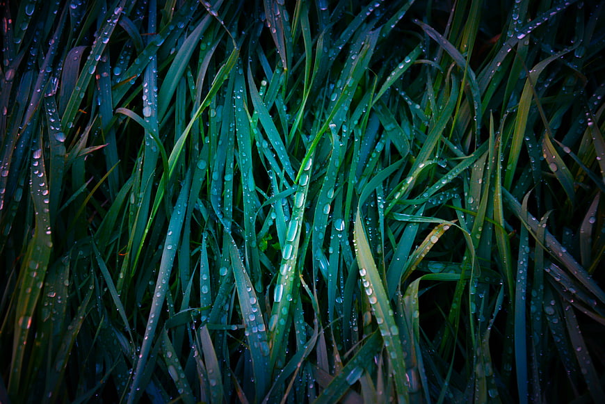 Close-up of wet green grass blades with dew drops