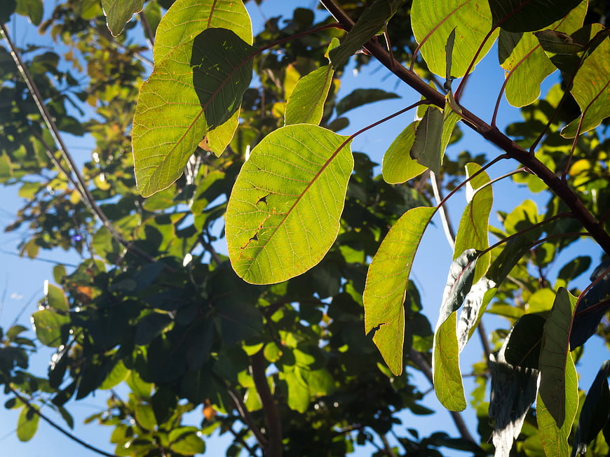 Sunlit Green Leaves Against Blue Sky