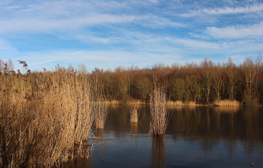 Serene Winter Lake with Golden Reeds and Blue Sky