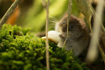 Tiny Mouse Eating on Green Moss Forest Floor
