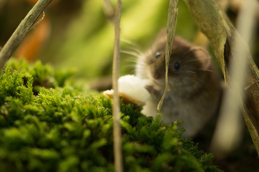 Tiny Mouse Eating on Green Moss Forest Floor