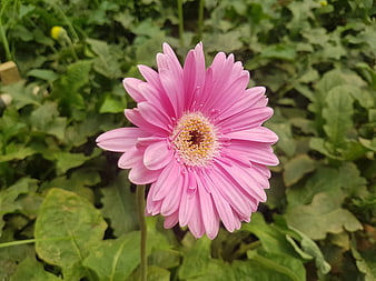 Pink Gerbera Daisy Close-Up in Green Garden
