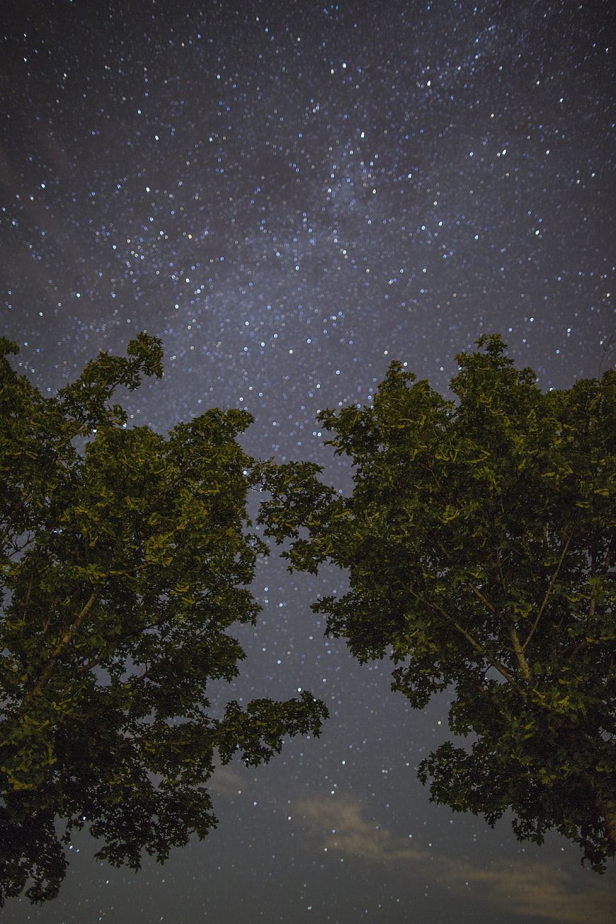 Milky Way Galaxy Above Dark Forest Trees at Night