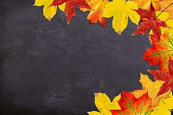 Autumn Maple Leaves on Black Chalkboard Background