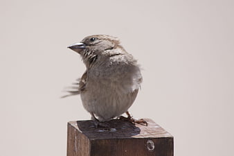 Cute sparrow perched on a wooden block against a neutral beige background