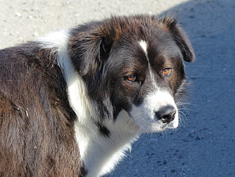 Close-up portrait of a brown and white dog outdoors