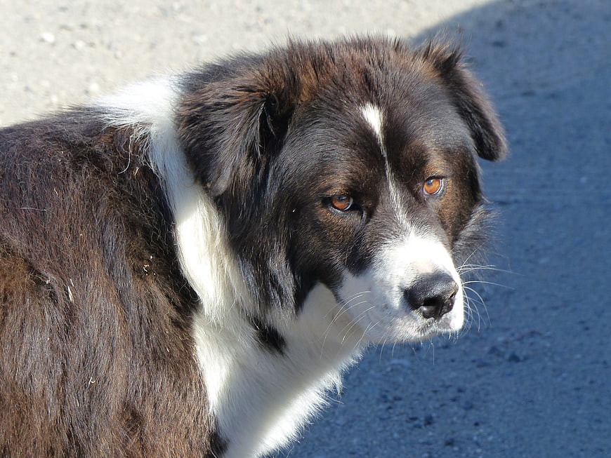 Close-up portrait of a brown and white dog outdoors