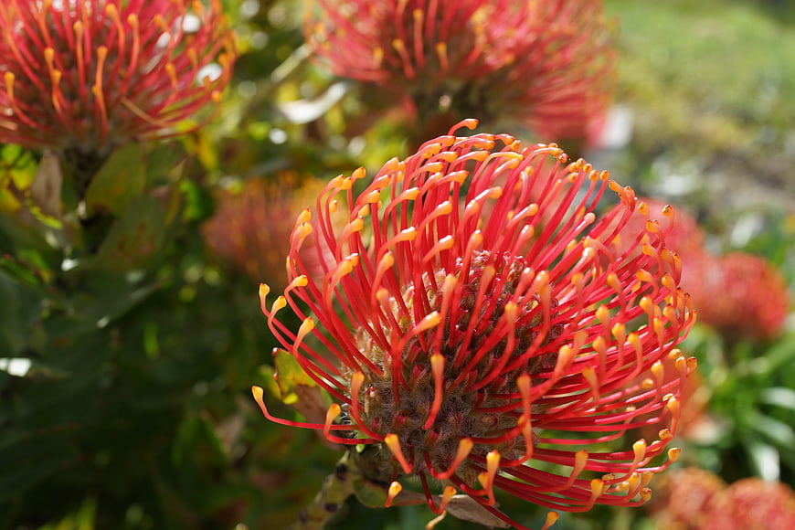 Close-up of vibrant red pincushion protea flower in garden