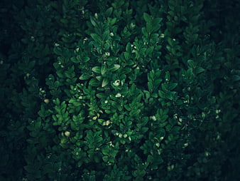 Dark Green Boxwood Hedge Leaves Texture Background