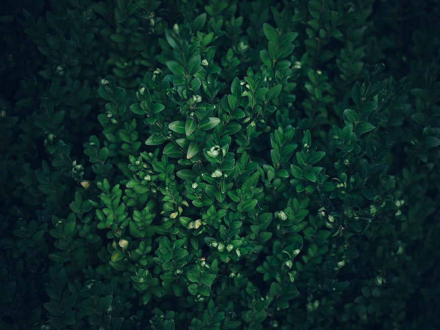 Dark Green Boxwood Hedge Leaves Texture Background