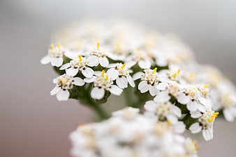 Close-up of delicate white yarrow flowers with yellow centers