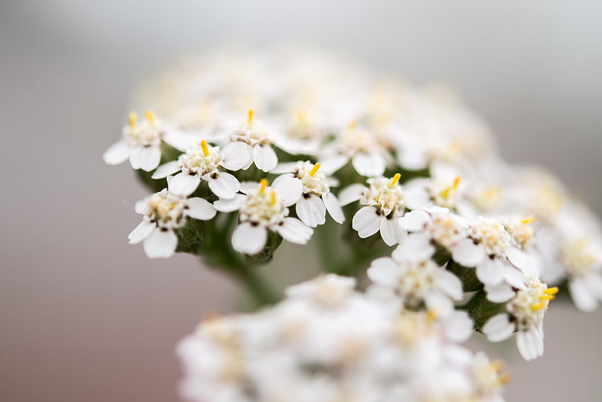 Close-up of delicate white yarrow flowers with yellow centers