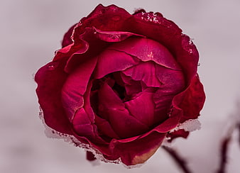 Close-up of a deep red rose covered in frost and snow