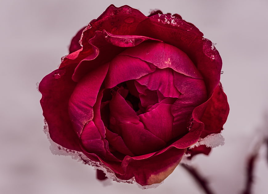 Close-up of a deep red rose covered in frost and snow