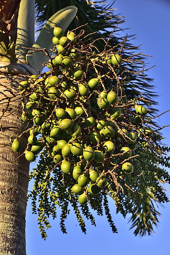Cluster of Green Palm Fruits on Royal Palm Tree