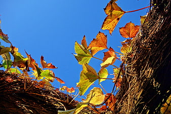 Autumn Grapevine Leaves Against Blue Sky