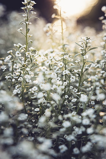 Delicate White Wildflowers Backlit by Golden Sunlight