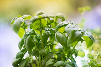 Fresh Green Basil Plant with Blurred Background