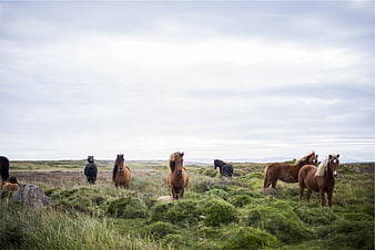 Wild Icelandic Horses Grazing in Green Pasture