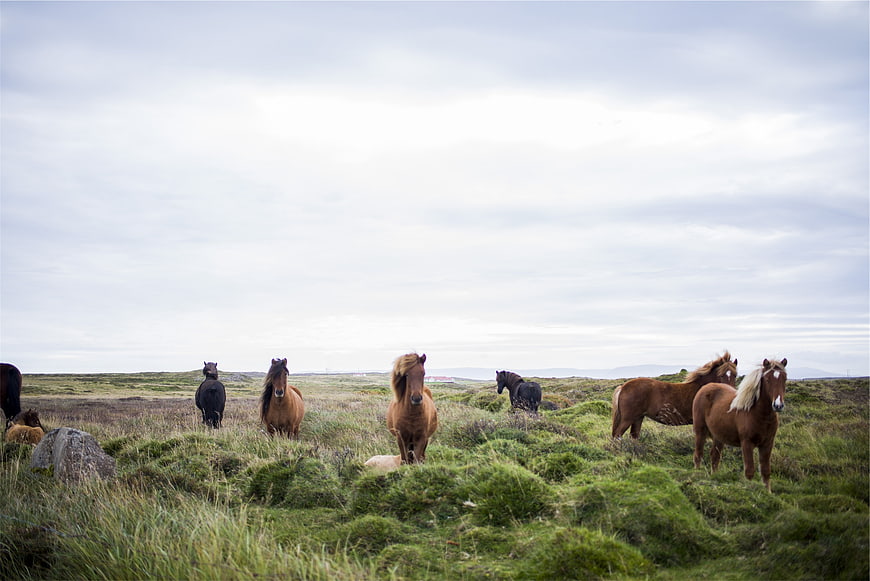 Wild Icelandic Horses Grazing in Green Pasture
