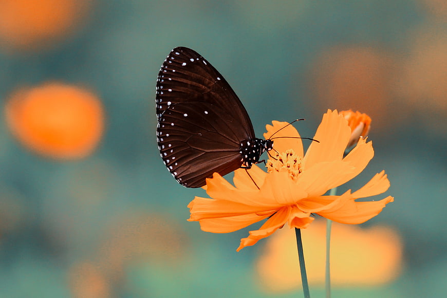 Black Butterfly on Orange Cosmos Flower with Bokeh Background