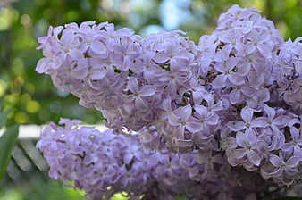 Close-up of blooming purple lilac flowers in spring garden
