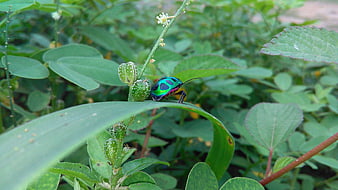 Colorful Lychee Shield Bug on Green Leaf