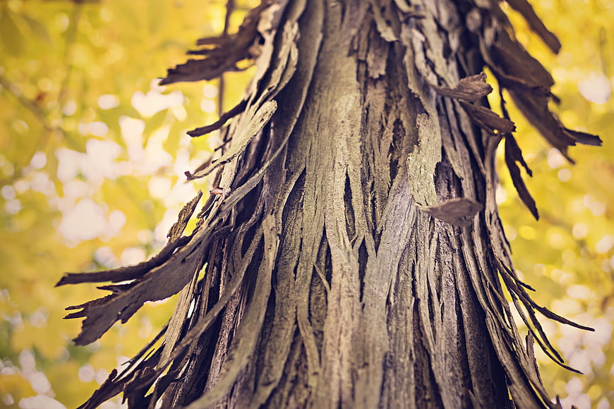 Close-up of textured tree bark with golden autumn background