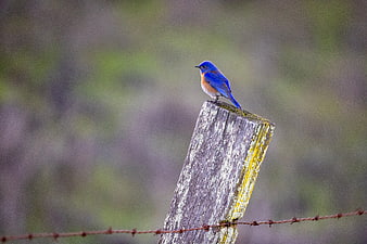 Eastern Bluebird Perched on Weathered Wooden Fence Post