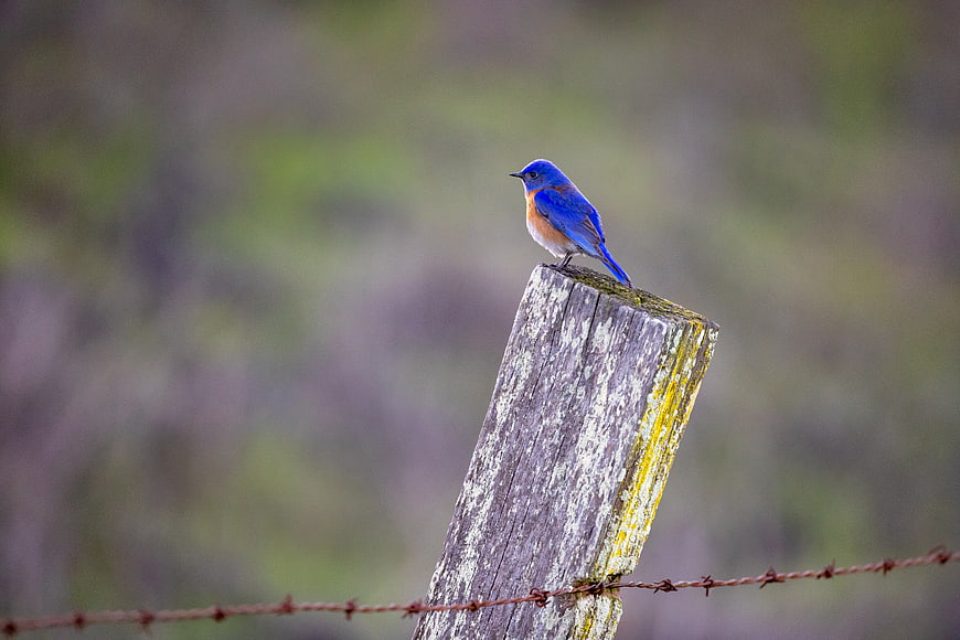 Eastern Bluebird Perched on Weathered Wooden Fence Post