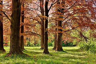Autumn trees with orange leaves in a green park