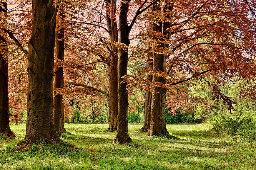 Autumn trees with orange leaves in a green park