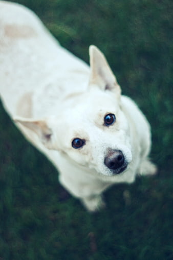 High angle view of cute white dog looking up on grass