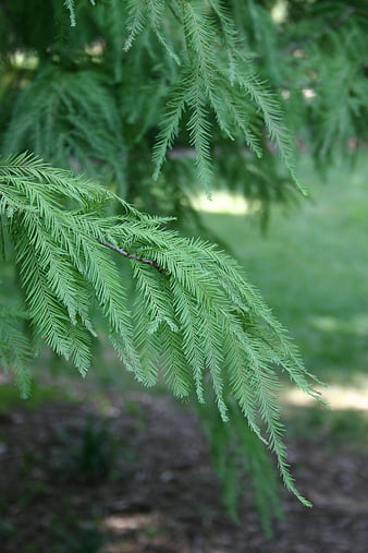 Close-up of green cypress tree branch with soft blurred background